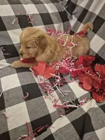 Yellow , a female Golden Retriever for sale in Canon, GA – Photo 5 of 5