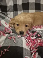 Yellow , a female Golden Retriever for sale in Canon, GA – Photo 1 of 5