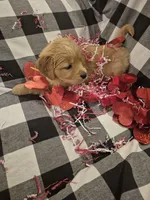 Yellow , a female Golden Retriever for sale in Canon, GA – Photo 4 of 5