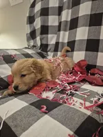 Yellow , a female Golden Retriever for sale in Canon, GA – Photo 2 of 5