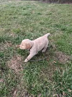 Brown , a female Golden Retriever for sale in Canon, GA – Photo 3 of 5