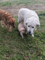 Brown , a female Golden Retriever for sale in Canon, GA – Photo 5 of 5