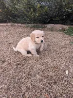 Brown , a female Golden Retriever for sale in Canon, GA – Photo 4 of 5
