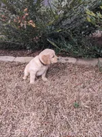 Brown , a female Golden Retriever for sale in Canon, GA – Photo 1 of 5