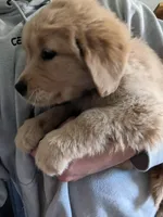 Purple , a female Golden Retriever for sale in Canon, GA – Photo 3 of 7