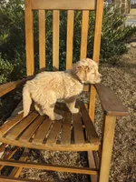 Purple , a female Golden Retriever for sale in Canon, GA – Photo 7 of 7
