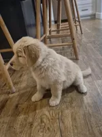 Purple , a female Golden Retriever for sale in Canon, GA – Photo 2 of 7