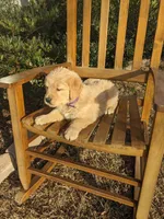 Purple , a female Golden Retriever for sale in Canon, GA – Photo 4 of 7