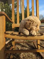 Purple , a female Golden Retriever for sale in Canon, GA – Photo 5 of 7