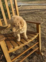 Purple , a female Golden Retriever for sale in Canon, GA – Photo 6 of 7