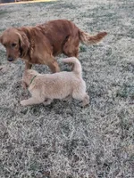 Green , a female Golden Retriever for sale in Canon, GA – Photo 7 of 10