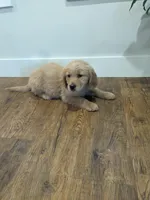 Green , a female Golden Retriever for sale in Canon, GA – Photo 5 of 10