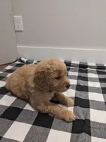 Green , a female Golden Retriever for sale in Canon, GA – Photo 9 of 10