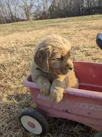 Green , a female Golden Retriever for sale in Canon, GA – Photo 1 of 10