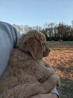 Green , a female Golden Retriever for sale in Canon, GA – Photo 8 of 10