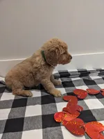 Green , a female Golden Retriever for sale in Canon, GA – Photo 10 of 10