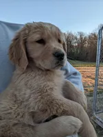Green , a female Golden Retriever for sale in Canon, GA – Photo 3 of 10