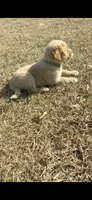 Green , a female Golden Retriever for sale in Canon, GA – Photo 6 of 10