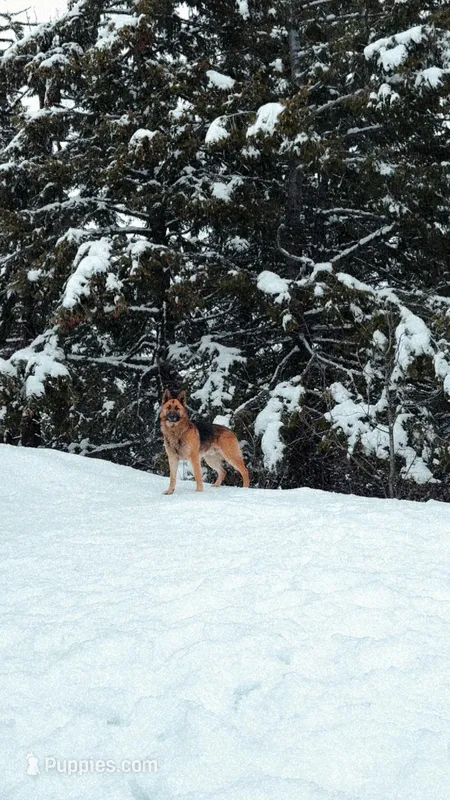 Tyson – German Shepherd Dog puppy for sale in Deary, ID