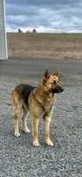 Tyson, a male German Shepherd Dog for sale in Deary, ID – Photo 2 of 8