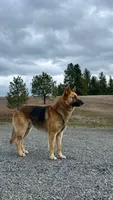Tyson, a male German Shepherd Dog for sale in Deary, ID – Photo 4 of 8