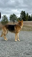 Tyson, a male German Shepherd Dog for sale in Deary, ID – Photo 6 of 8