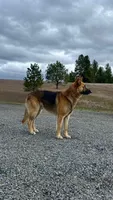 Tyson, a male German Shepherd Dog for sale in Deary, ID – Photo 5 of 8