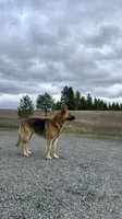 Tyson, a male German Shepherd Dog for sale in Deary, ID – Photo 1 of 8