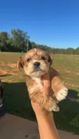 Sophia, a female Bichon Frise and Yorkshire Terrier for sale in Stoneville, NC – 2 of 2