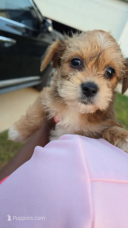 Sophia – Bichon Frise, Yorkshire Terrier puppy for sale in Stoneville, NC