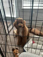 Brooklyn, a female Goldendoodle for sale in Savannah, GA – Photo 4 of 4