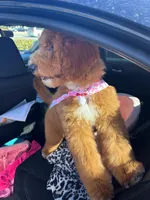 Brooklyn, a female Goldendoodle for sale in Savannah, GA – Photo 3 of 4