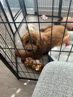 Brooklyn, a female Goldendoodle for sale in Savannah, GA – Photo 2 of 4