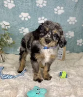 Barkley, a male Miniature Bernedoodle for sale in Noblesville, IN – 2 of 6