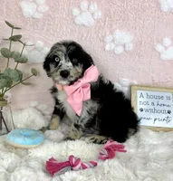 Bailey, a female Miniature Bernedoodle for sale in Noblesville, IN – 2 of 5