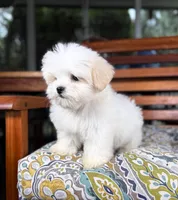 Peanut - under 10lbs!, a male Maltese and Shih Tzu for sale in Noblesville, IN – 2 of 9