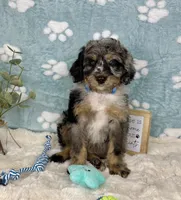 Barkley , a male Miniature Bernedoodle for sale in Noblesville, IN – 3 of 6