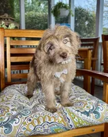Reese , a male Labradoodle and Miniature Bernedoodle for sale in Noblesville, IN – 3 of 9