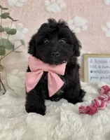 Bambi, a female Miniature Bernedoodle for sale in Noblesville, IN – 3 of 7