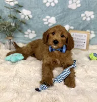 Zane , a male Miniature Goldendoodle for sale in Noblesville, IN – 3 of 5