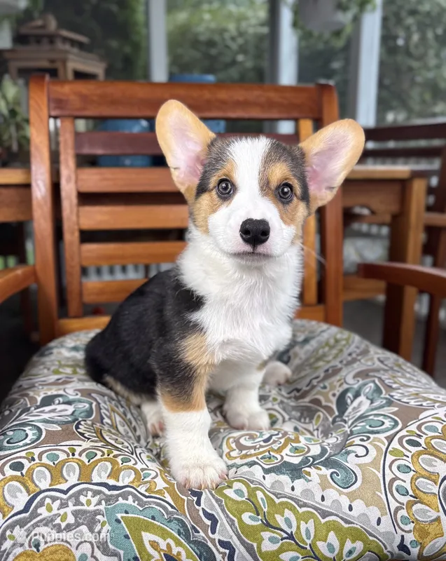 Beckham CKC  – Pembroke Welsh Corgi puppy for sale in Noblesville, IN