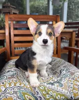 Beckham CKC , a male Pembroke Welsh Corgi for sale in Noblesville, IN – 1 of 7