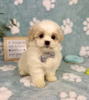 Miles under 10lbs!, a male Mal Shi for sale in Noblesville, IN – 5 of 7