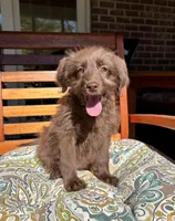 Chloe, a female Labradoodle for sale in Noblesville, IN – 2 of 6
