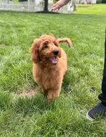 Lola, a female Miniature Goldendoodle for sale in Noblesville, IN – 3 of 9