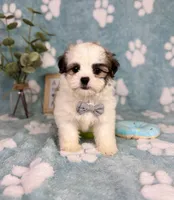 Maverick under 10lbs! , a male Maltese and Shih Tzu for sale in Noblesville, IN – 5 of 7