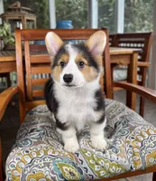 Brooks CKC, a male Pembroke Welsh Corgi for sale in Noblesville, IN – 8 of 9