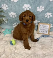 Rueben , a male Miniature Goldendoodle for sale in Noblesville, IN – 5 of 6