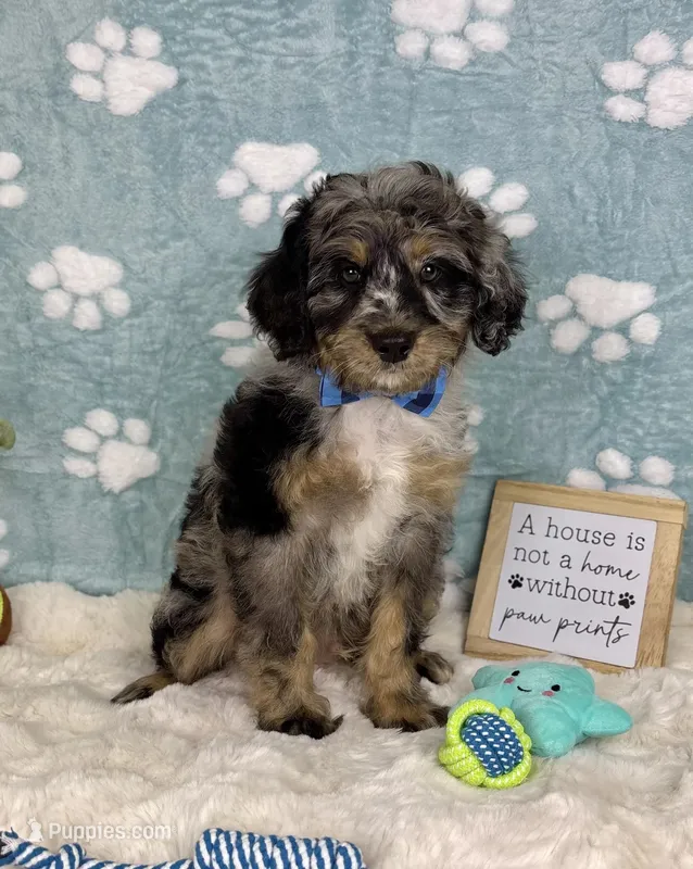 Barkley  – Miniature Bernedoodle puppy for sale in Noblesville, IN