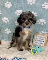 Barkley , a male Miniature Bernedoodle for sale in Noblesville, IN – 1 of 6